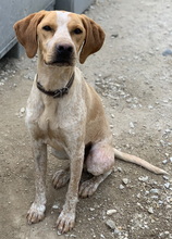 EMPORI, Hund, Mischlingshund in Griechenland - Bild 8