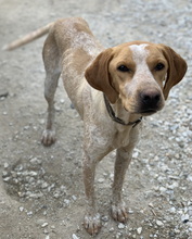EMPORI, Hund, Mischlingshund in Griechenland - Bild 9