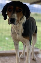 DEIMOS, Hund, Mischlingshund in Griechenland - Bild 11