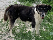 LADALCO, Hund, Mischlingshund in Griechenland - Bild 2
