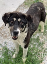 LADALCO, Hund, Mischlingshund in Griechenland - Bild 3
