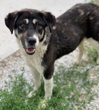 LADALCO, Hund, Mischlingshund in Griechenland - Bild 4