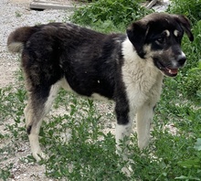 LADALCO, Hund, Mischlingshund in Griechenland - Bild 5