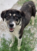 LADALCO, Hund, Mischlingshund in Griechenland - Bild 6