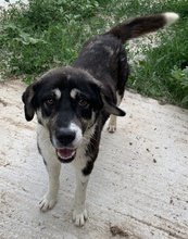 LADALCO, Hund, Mischlingshund in Griechenland - Bild 7
