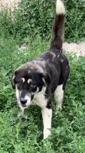 LADALCO, Hund, Mischlingshund in Griechenland - Bild 8