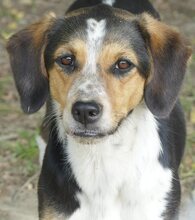 AFRODITI, Hund, Mischlingshund in Griechenland - Bild 1