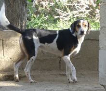 AFRODITI, Hund, Mischlingshund in Griechenland - Bild 10
