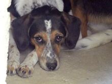 AFRODITI, Hund, Mischlingshund in Griechenland - Bild 14