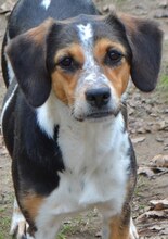 AFRODITI, Hund, Mischlingshund in Griechenland - Bild 17