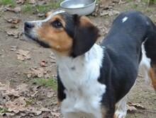 AFRODITI, Hund, Mischlingshund in Griechenland - Bild 19