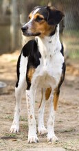 AFRODITI, Hund, Mischlingshund in Griechenland - Bild 20