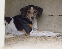 AFRODITI, Hund, Mischlingshund in Griechenland - Bild 23