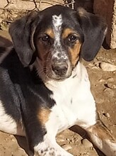 AFRODITI, Hund, Mischlingshund in Griechenland - Bild 24