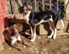 AFRODITI, Hund, Mischlingshund in Griechenland - Bild 25