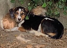 AFRODITI, Hund, Mischlingshund in Griechenland - Bild 26