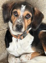 AFRODITI, Hund, Mischlingshund in Griechenland - Bild 3