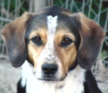 AFRODITI, Hund, Mischlingshund in Griechenland - Bild 4
