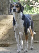 AFRODITI, Hund, Mischlingshund in Griechenland - Bild 5