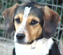 AFRODITI, Hund, Mischlingshund in Griechenland - Bild 6