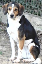 AFRODITI, Hund, Mischlingshund in Griechenland - Bild 8