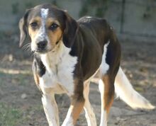 AFRODITI, Hund, Mischlingshund in Griechenland - Bild 9