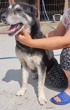 HERMINE, Hund, Mischlingshund in Rumänien - Bild 11