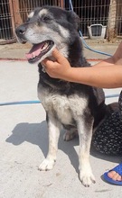 HERMINE, Hund, Mischlingshund in Rumänien - Bild 14