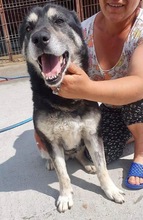 HERMINE, Hund, Mischlingshund in Rumänien - Bild 15