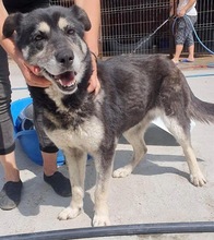 HERMINE, Hund, Mischlingshund in Rumänien - Bild 16