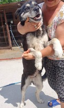 HERMINE, Hund, Mischlingshund in Rumänien - Bild 17
