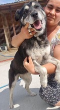 HERMINE, Hund, Mischlingshund in Rumänien - Bild 18