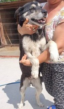 HERMINE, Hund, Mischlingshund in Rumänien - Bild 19