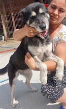 HERMINE, Hund, Mischlingshund in Rumänien - Bild 5