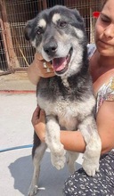 HERMINE, Hund, Mischlingshund in Rumänien - Bild 7