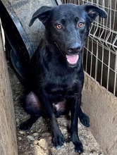 ROCCO, Hund, Mischlingshund in Rumänien - Bild 1