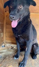 ROCCO, Hund, Mischlingshund in Rumänien - Bild 10