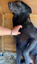 ROCCO, Hund, Mischlingshund in Rumänien - Bild 11