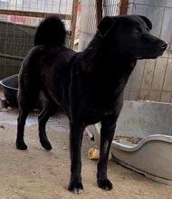 ROCCO, Hund, Mischlingshund in Rumänien - Bild 12