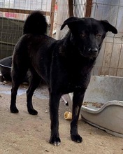 ROCCO, Hund, Mischlingshund in Rumänien - Bild 13