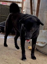 ROCCO, Hund, Mischlingshund in Rumänien - Bild 14