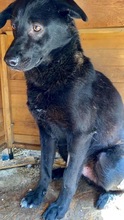 ROCCO, Hund, Mischlingshund in Rumänien - Bild 15