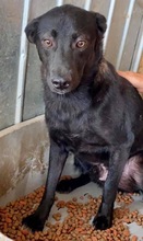 ROCCO, Hund, Mischlingshund in Rumänien - Bild 16