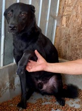ROCCO, Hund, Mischlingshund in Rumänien - Bild 20