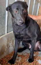 ROCCO, Hund, Mischlingshund in Rumänien - Bild 21