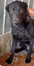 ROCCO, Hund, Mischlingshund in Rumänien - Bild 24
