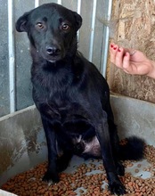 ROCCO, Hund, Mischlingshund in Rumänien - Bild 25