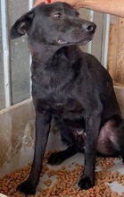 ROCCO, Hund, Mischlingshund in Rumänien - Bild 26