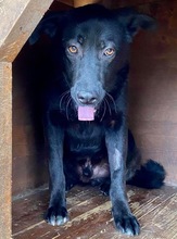 ROCCO, Hund, Mischlingshund in Rumänien - Bild 5