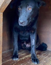 ROCCO, Hund, Mischlingshund in Rumänien - Bild 7